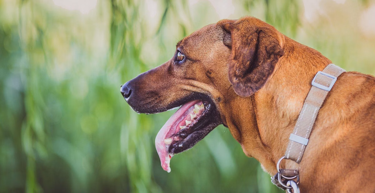 A happy brown dog wearing a collar on a sunny lawn