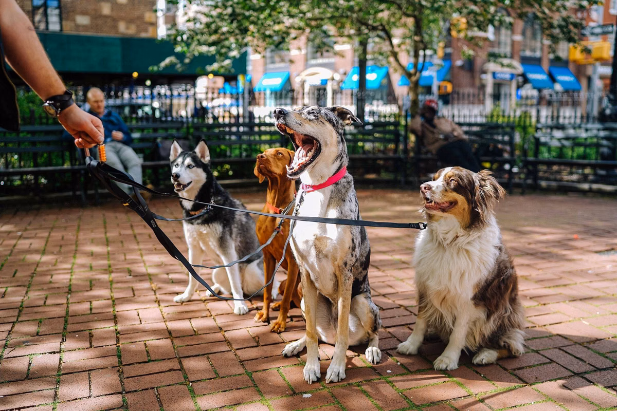 Several leashed dogs sitting together on a brick plaza beside their walker