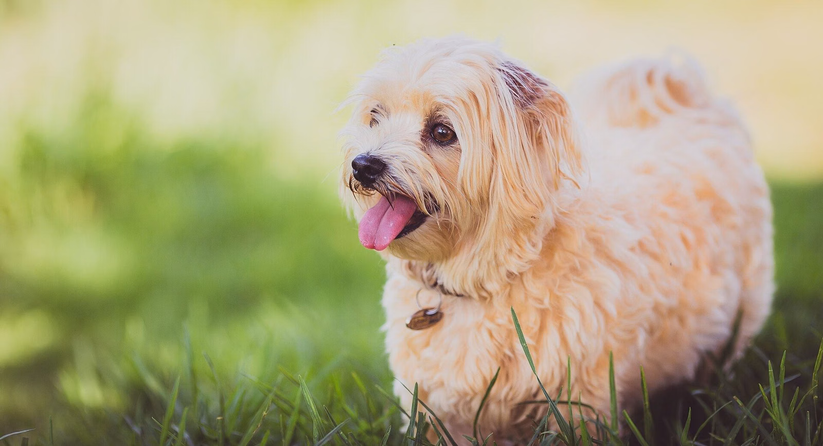 A fluffy white and tan dog with its tongue out, lying on bright green grass